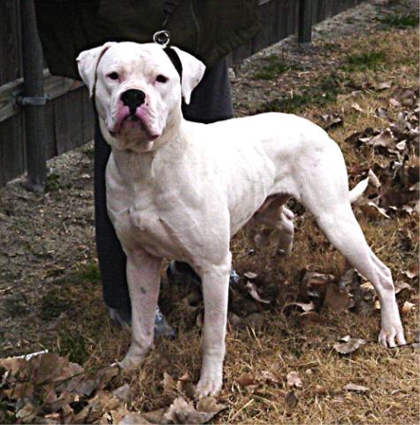 Ol southern hot sale white bulldog